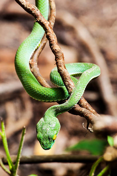 istock Asian pit viper, Green pit viper, Trimeresurus albolabris 527728191