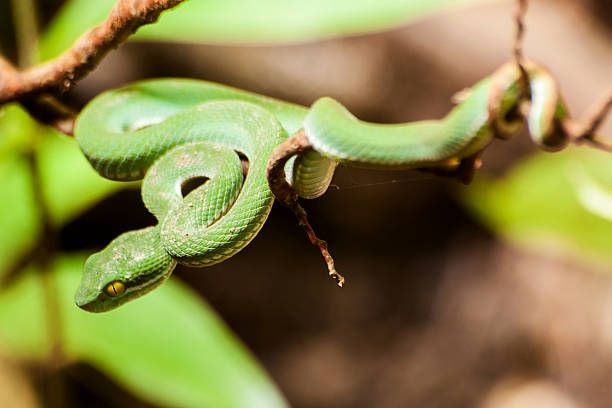 istock Asian pit viper, Green pit viper, Trimeresurus albolabris 527728467