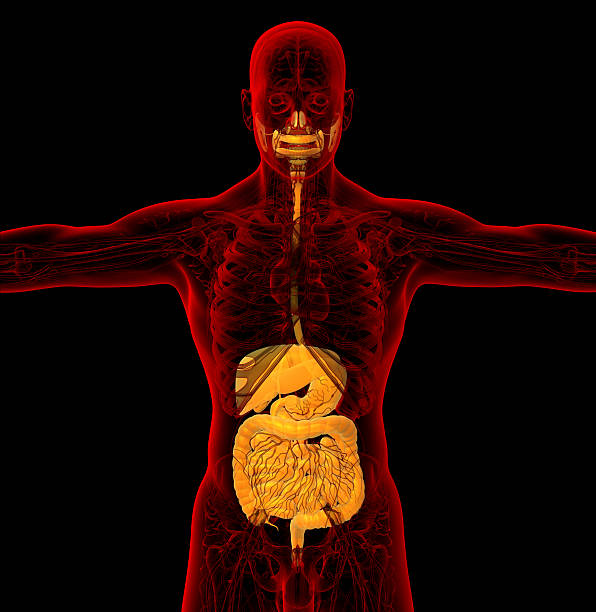 istock 3d render medical illustration of the human digestive system 527742835