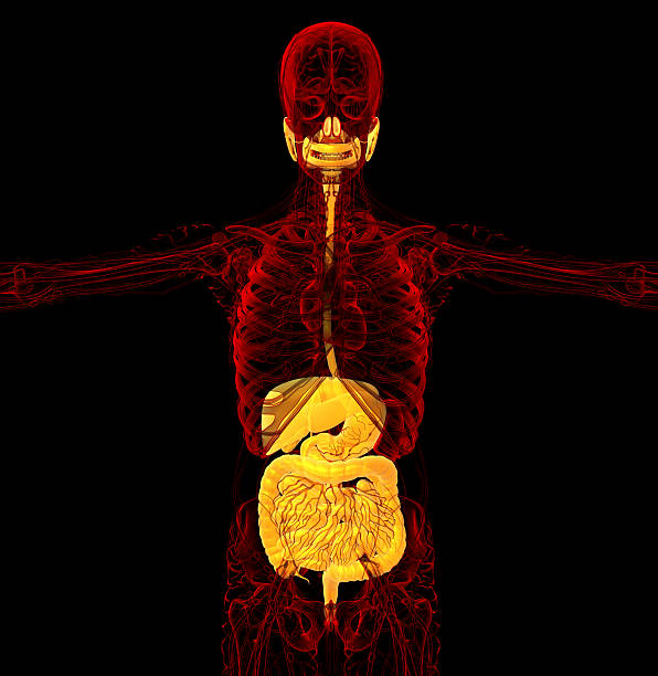 istock 3d render medical illustration of the human digestive system 527742841