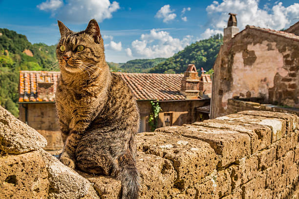 Curious cat on the stone wall in the town.