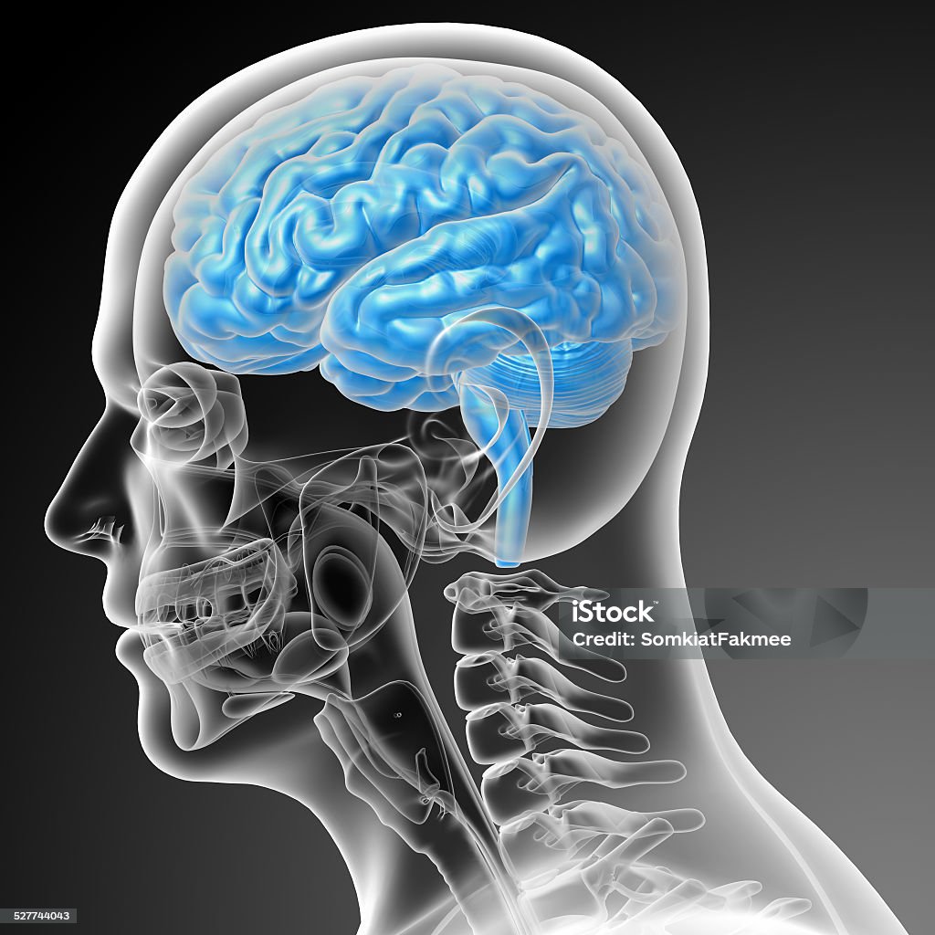 3d render medical illustration of the brain 3d render medical illustration of the brain - side view Amygdala Stock Photo