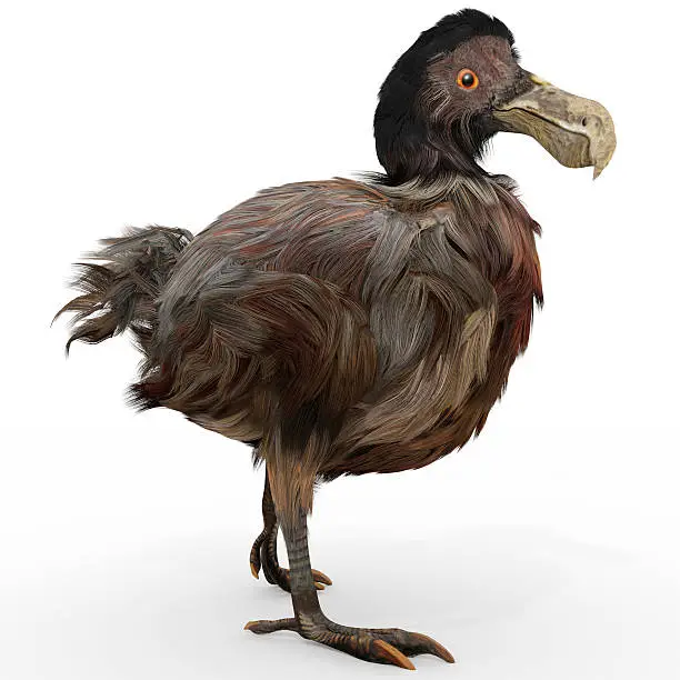 An illustration of the extinct Dodo Bird on a white background. This rendering reflects contemporary scientific research on the bird as more slender and darker in color than the traditional painting depictions