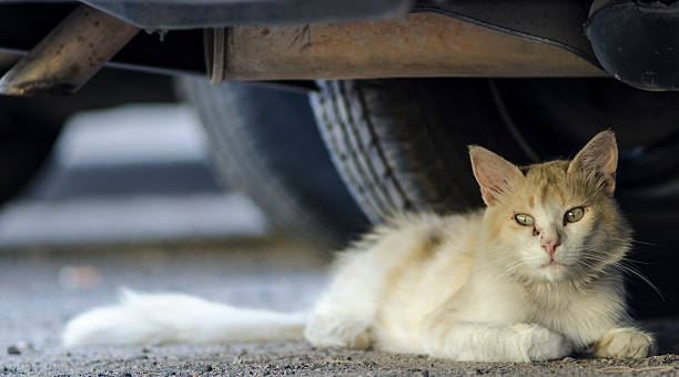 istock wild cat lying on asphalt under car in street 527746161