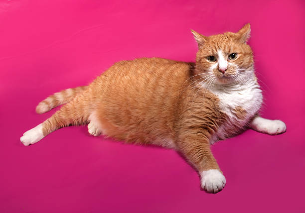 istock Thick red and white cat lying on pink 527746229