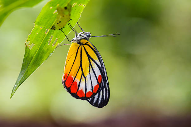 istock New Born The Painted Jezebel Butterfly 527746603