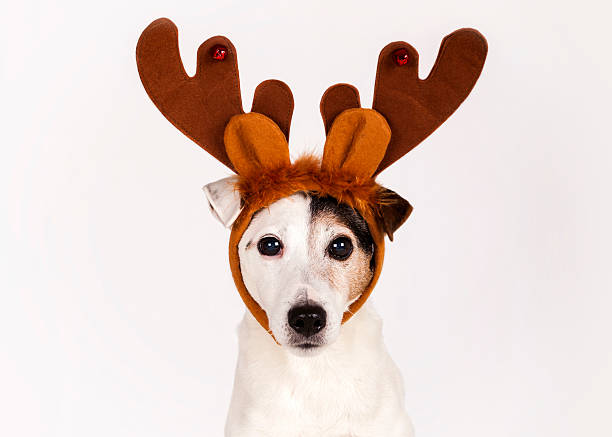 istock Christmas Reindeer Dog 527747011