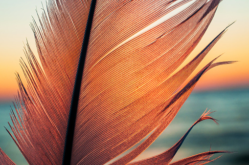 Close up bird feather on sunset background