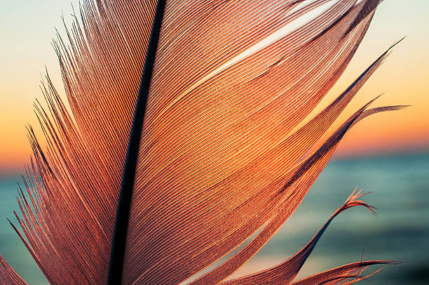 Bird feather on sunset background Close up bird feather on sunset background feather photos stock pictures, royalty-free photos & images