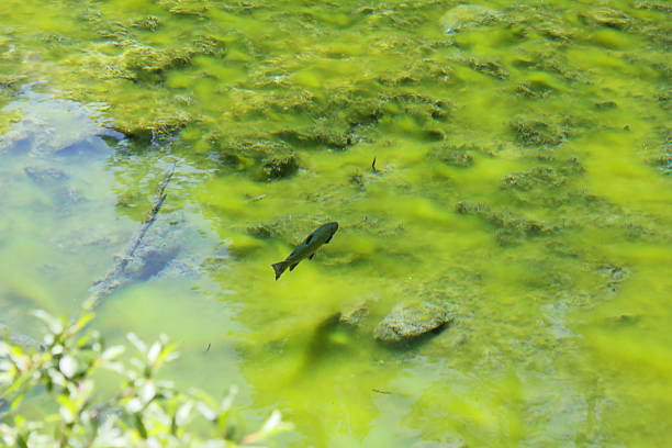 istock fish in a green lake 527748027
