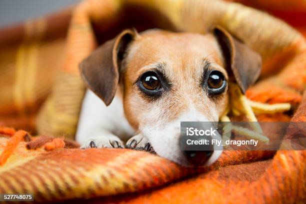 Relaxation And Comfort Puppy Stock Photo - Download Image Now - Animal, Animal Body Part, Animal Head