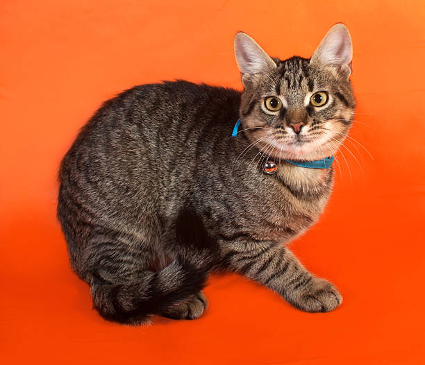 istock Tabby kitten with yellow eyes in blue collar 527748547