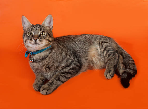 istock Tabby kitten with yellow eyes in blue collar 527748553