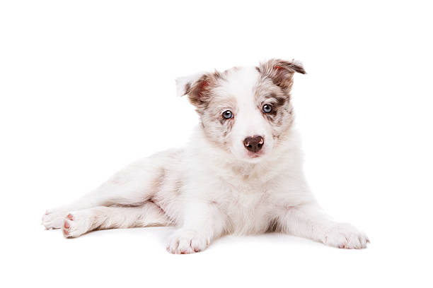 istock Border Collie puppy dog in front of a white background 527748657