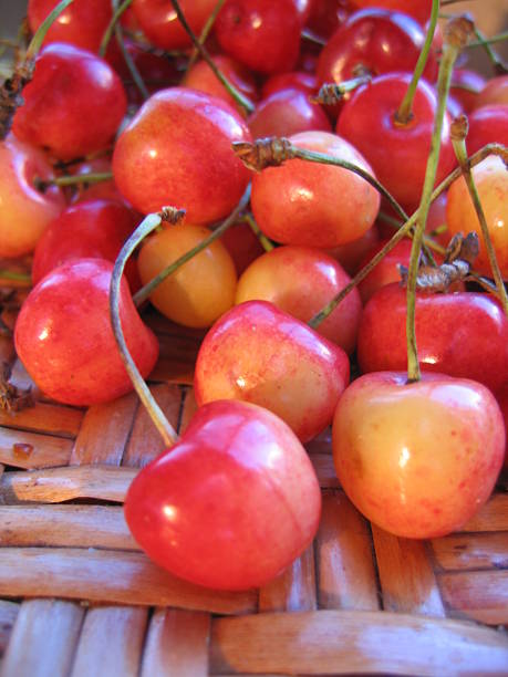 istock Red orange sweet cherries on rattan table 527749293