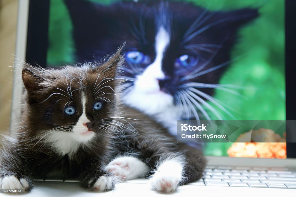 Kitty A kitty sitting on the laptop. Animal Stock Photo