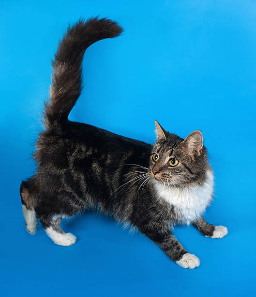 istock Longhaired tabby and white cat sitting on blue 527750147