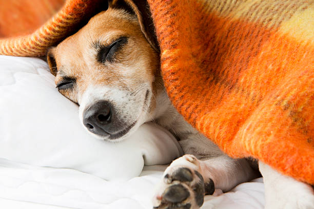 istock sweet baby dog sleeping 527759073