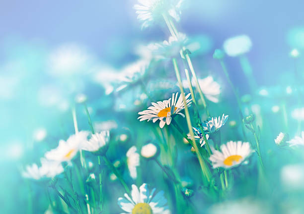 istock Meadow of daisy 527759525
