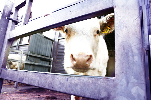 istock Cow peering through purple fence 527760143