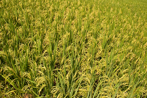 Rice plant with green leaves, heading for harvest time