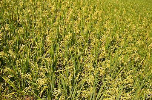 The golden rice is ripe, and the straw is depressed