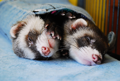 Two sable ferret (mustela putorius furo) boys sleeping together with a blanket