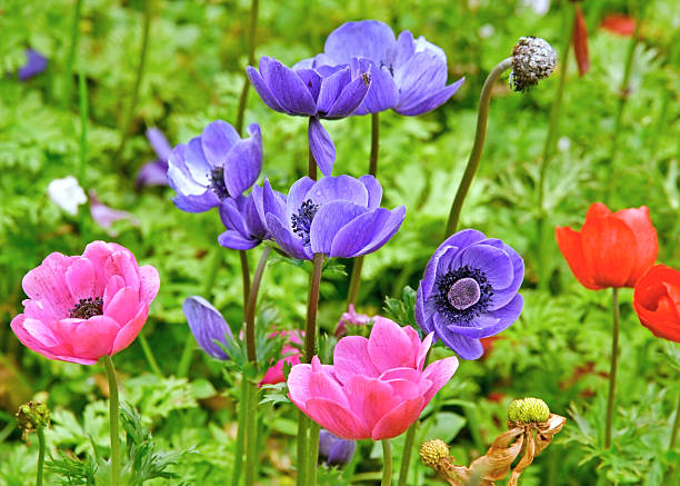 Multi colored anemones stock photo