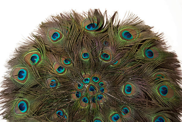 istock Feathers of peacock 527763223