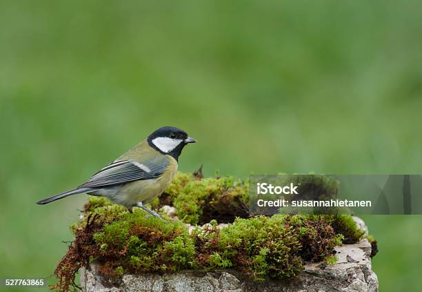 Great Tit In A Park Stock Photo - Download Image Now - Animal, Bird, Formal Garden