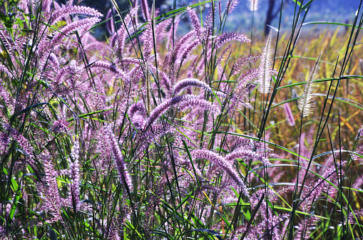 pink grass flower field in the nature