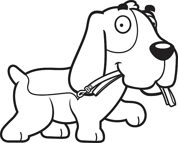 Cartoon Basset Hound Leash A cartoon illustration of a Basset Hound walking with a leash in his mouth. cartoon basset hound walking stock illustrations