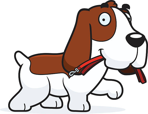 Cartoon Basset Hound Leash A cartoon illustration of a Basset Hound walking with a leash in his mouth. cartoon basset hound walking stock illustrations