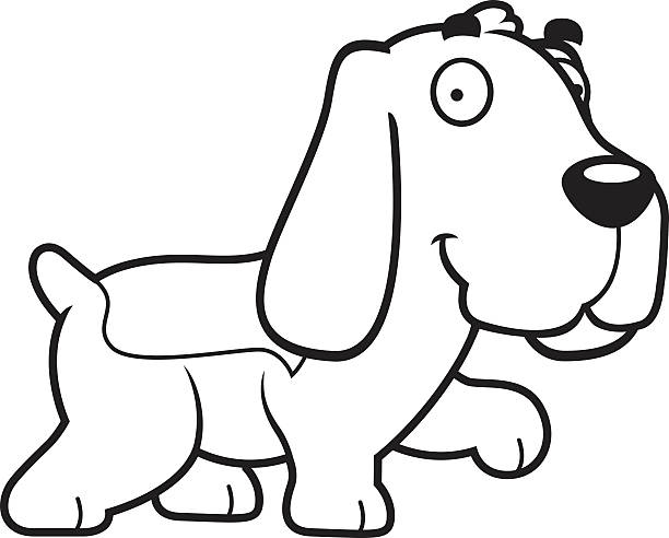 Cartoon Basset Hound Walking A cartoon illustration of a Basset Hound walking. cartoon basset hound walking stock illustrations