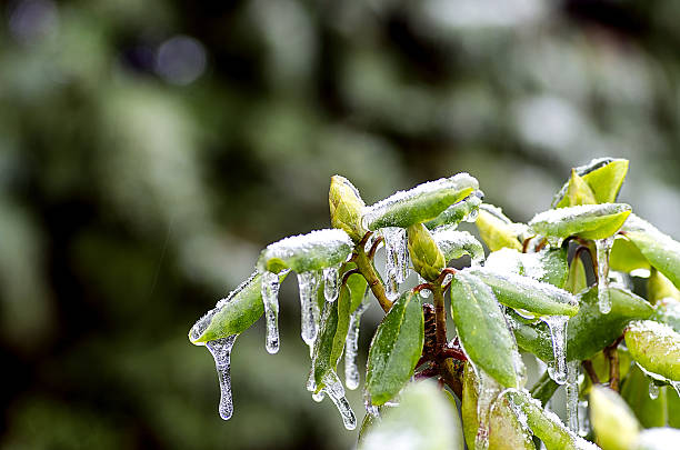 Rhododendron bud trapped in the ice on green background