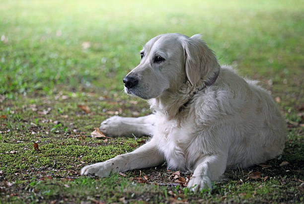 istock Golden Retriever on the grass 527786793