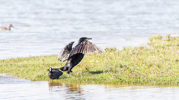 istock Cormorant, Phalacrocarax 527795139