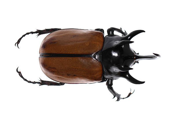 istock Golden five horned rhino beetle on a white background. 527797037