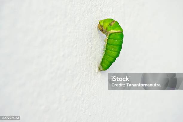 Worm Butterfly Will Be Chrysalis In Soon Stock Photo - Download Image Now - Animal, Animal Body, Animal Body Part