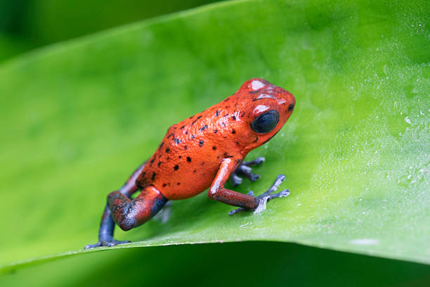 istock Colorful Granular Poison Dart Frog 527799477