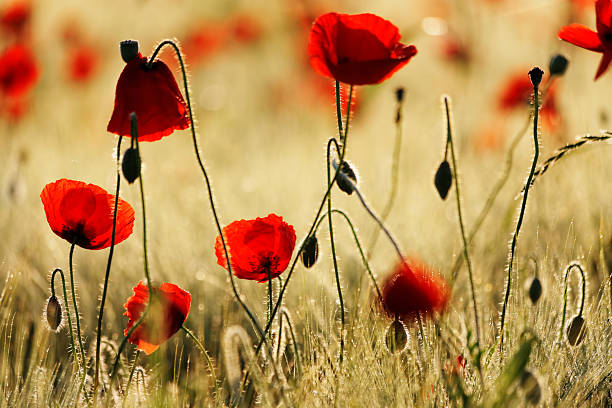 istock Beautiful poppy flowers 527801209