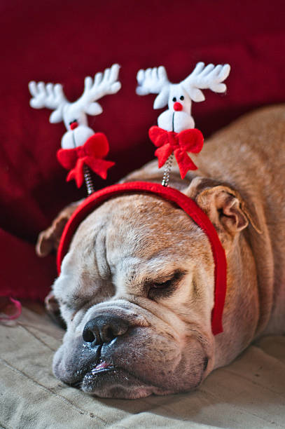 istock Bulldog asleep after Christmas 527813649