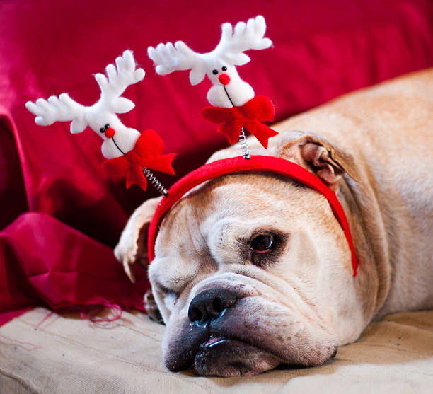 istock Bulldog asleep after Christmas 527813651