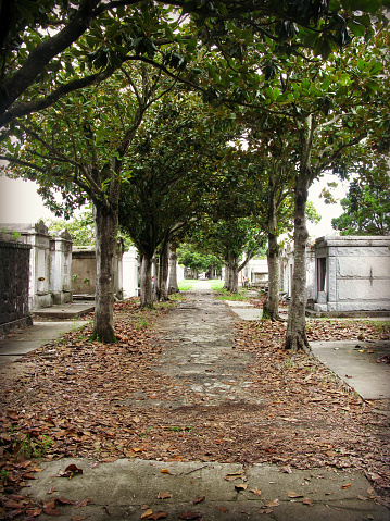 Old cemetery in New Orleans, Louisiana. A walking path in the middle with crypts on either side and fallen magnolia leaves.