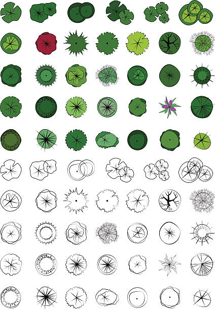 Landscape Design Symbols, Trees Top View, Vector Landscape Design Symbols, Trees Top View, Vector, Colour and outline, Sketch  treetop stock illustrations