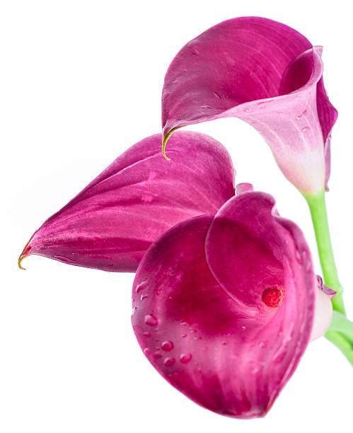 istock Three pink, purple calla lilly flowers isolated 527814981