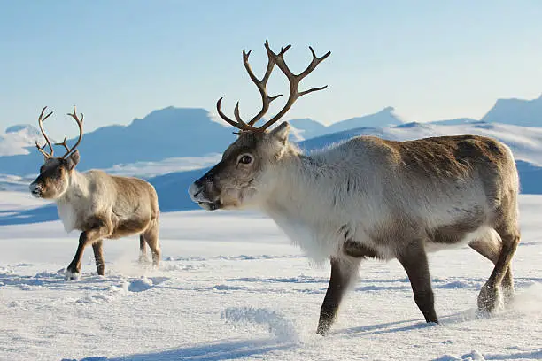 Photo of Reindeers in natural environment, Tromso region, Northern Norway.