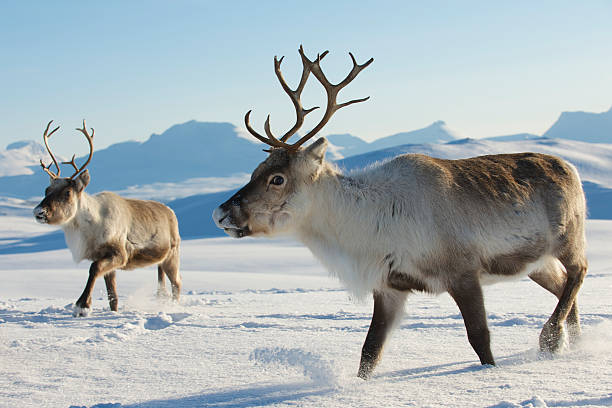 reindeers no ambiente natural, tromso região, norte da noruega. - reindeer imagens e fotografias de stock