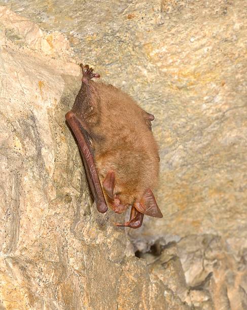 Daubenton's Bat (Myotis daubentonii) Daubenton's Bat (Myotis daubentonii) echolocation photos stock pictures, royalty-free photos & images