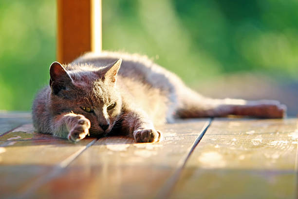 istock Cat stretching on wooden stand 527818785